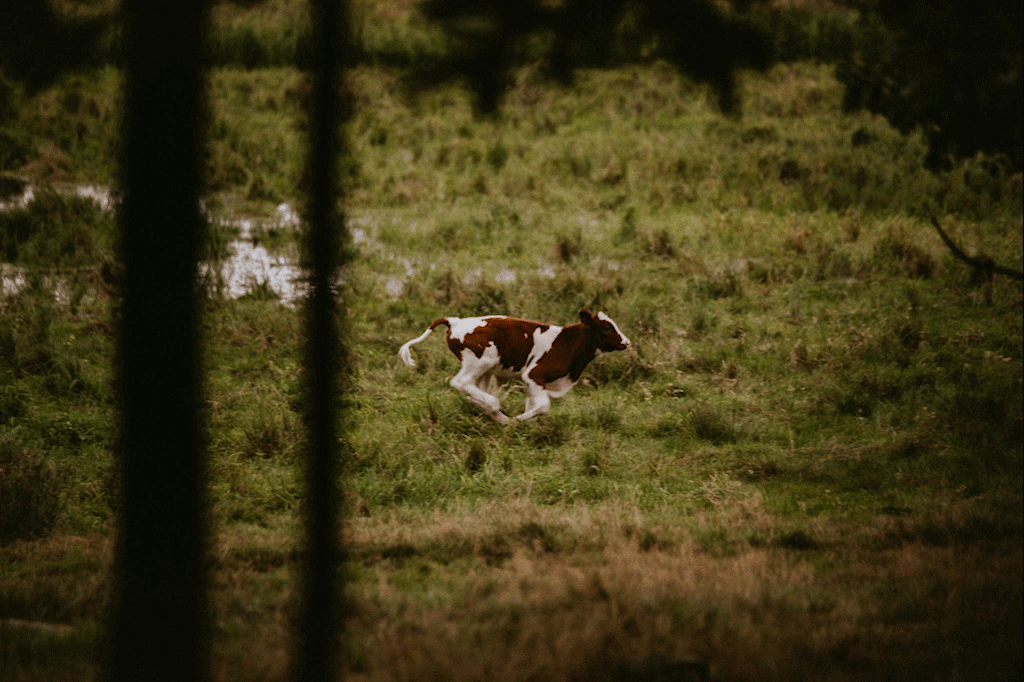 mazurksie krowy krowa na mazurach w lesie pytlikbak 
