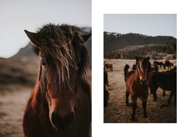 Islandzkie konie kuce pytlikbak