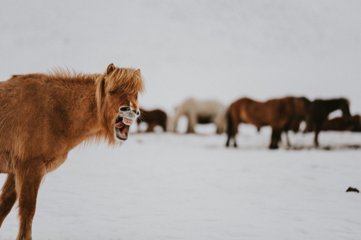 Islandzkie konie kuce pytlikbak horses