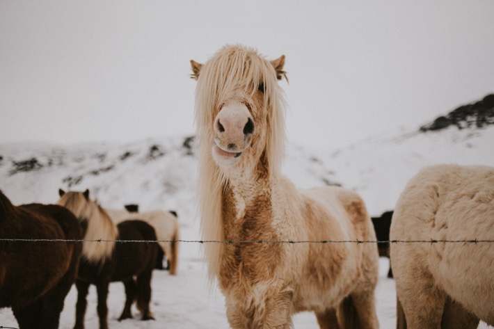 Islandzkie konie kuce pytlikbak horses